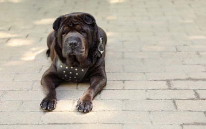 Photo of Cute black shar-pei dog lying on pavement outdoors. Space for text