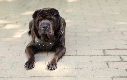 Cute black shar-pei dog lying on pavement outdoors. Space for text