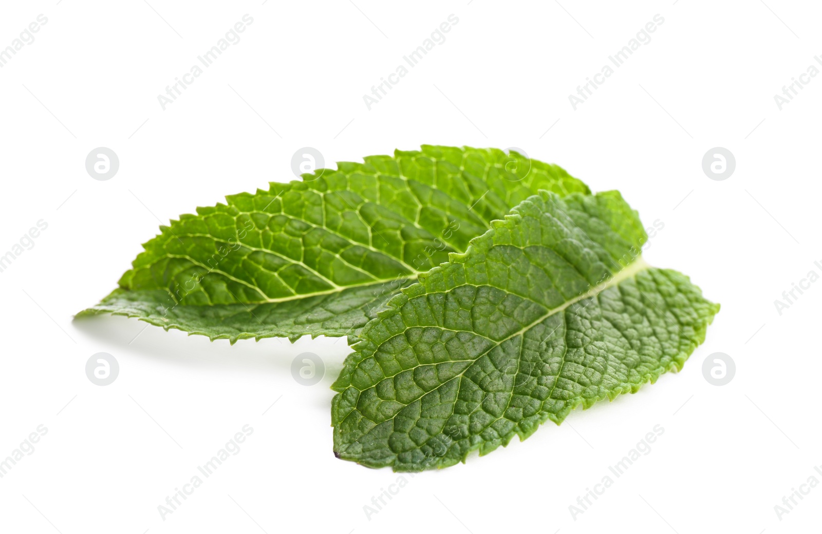 Photo of Fresh green mint leaves on white background