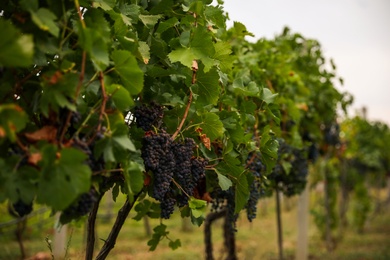 Beautiful view of vineyard with ripening grapes