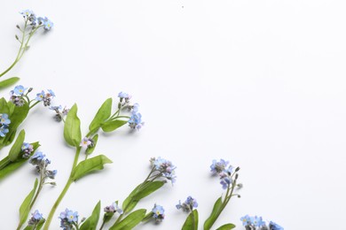 Photo of Beautiful forget-me-not flowers on white background, flat lay. Space for text