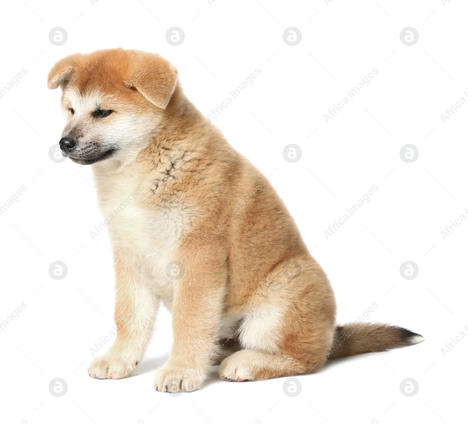 Photo of Cute Akita Inu puppy on white background. Baby animal