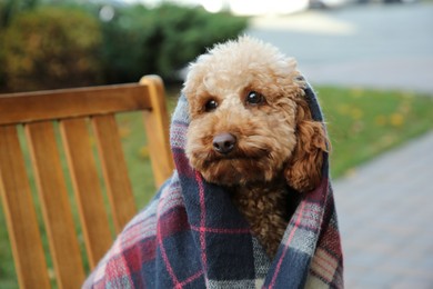 Cute fluffy dog wrapped in blanket on chair outdoors