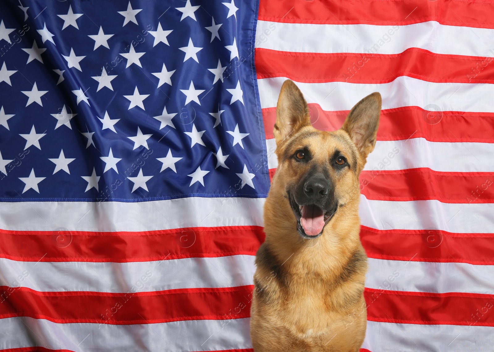 Image of Adorable dog against national flag of United States of America