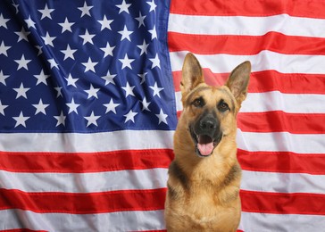 Adorable dog against national flag of United States of America