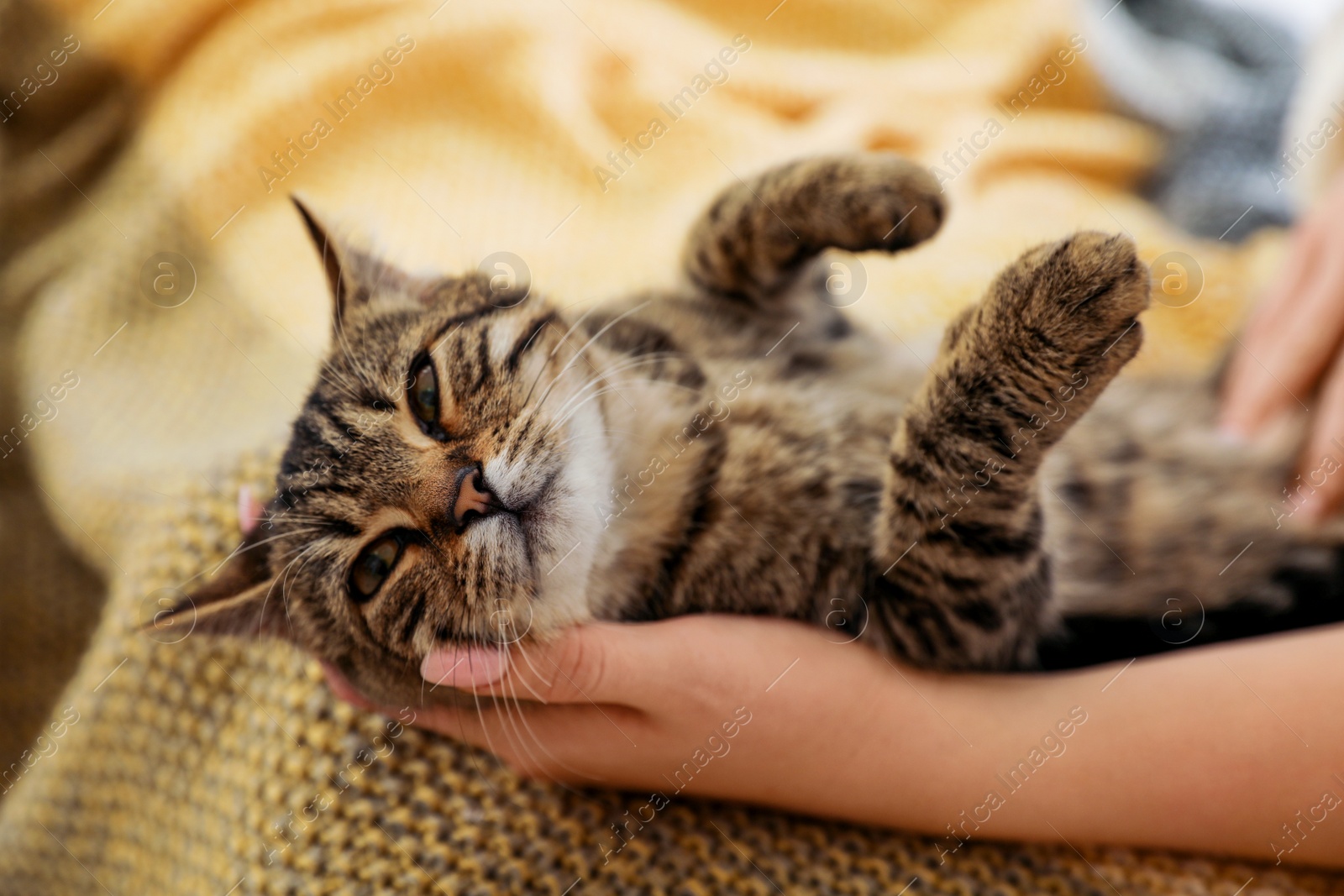 Photo of Woman petting cute tabby cat at home, closeup