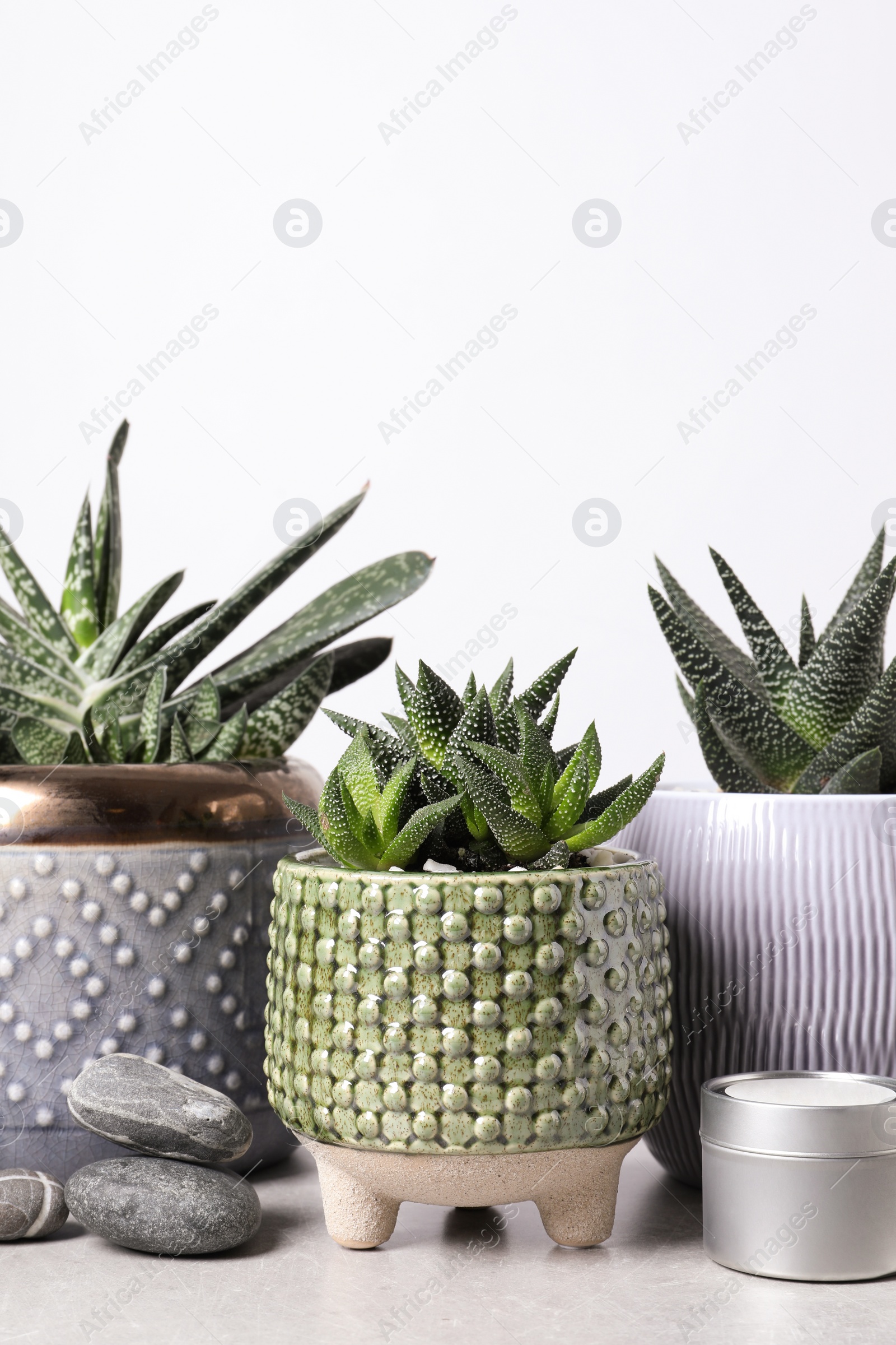 Photo of Beautiful Haworthia and Gasteria in pots with decor on grey table against white background. Different house plants