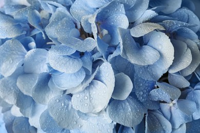 Photo of Beautiful light blue hortensia flowers with water drops as background, closeup