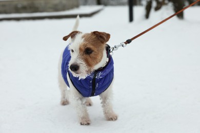 Photo of Cute Jack Russell Terrier in pet jacket on snow outdoors