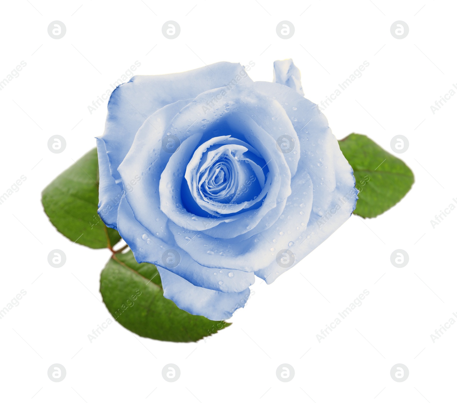 Image of Beautiful blooming light blue rose on white background