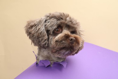 Cute Maltipoo dog peeking out of hole in violet paper on beige background. Lovely pet