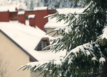 Fir tree branches covered with snow on winter day