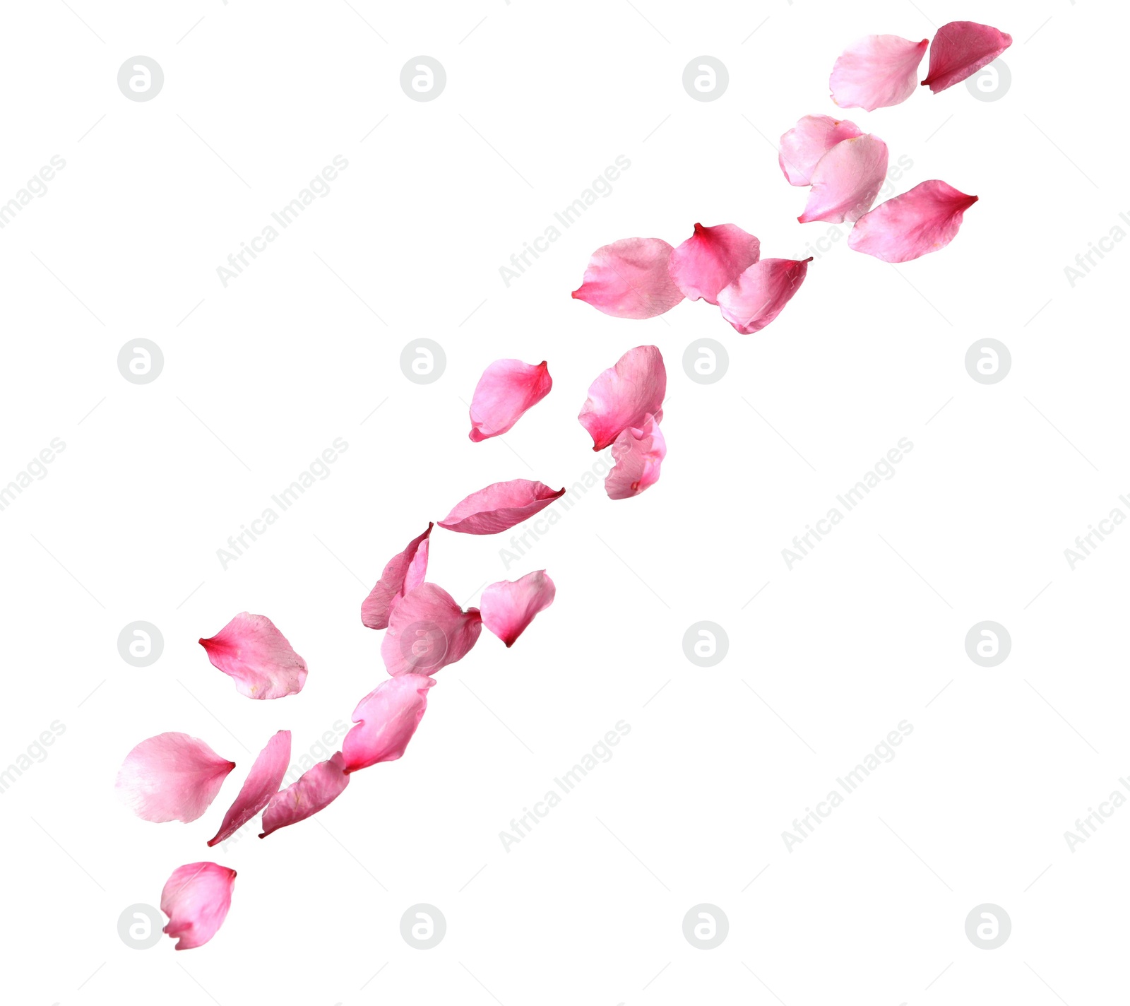 Photo of Beautiful sakura flower petals on white background