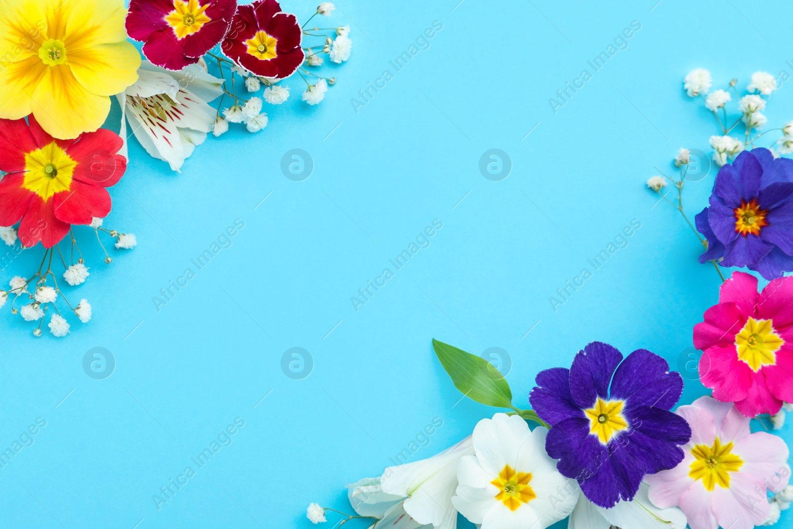 Photo of Primrose Primula Vulgaris flowers on light blue background, flat lay with space for text. Spring season