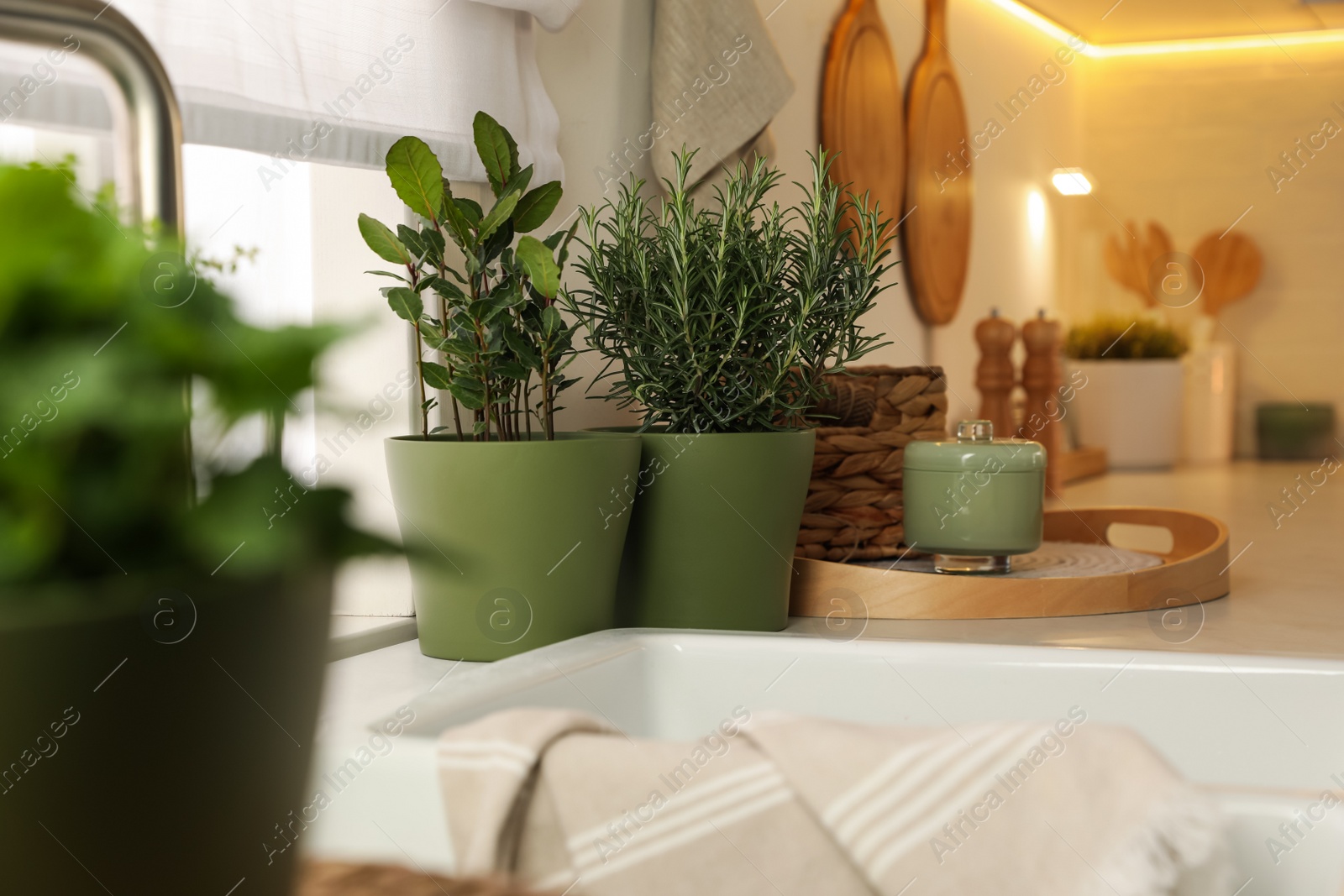 Photo of Different aromatic potted herbs on countertop in kitchen