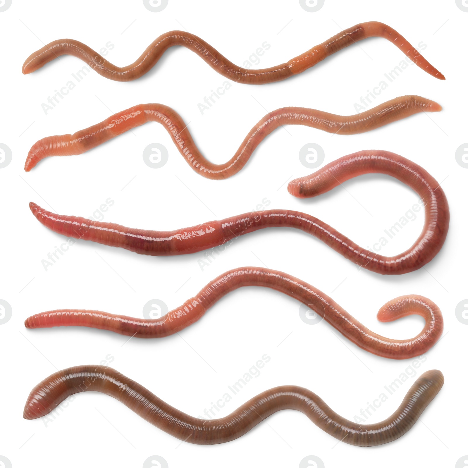 Image of Set with many worms isolated on white