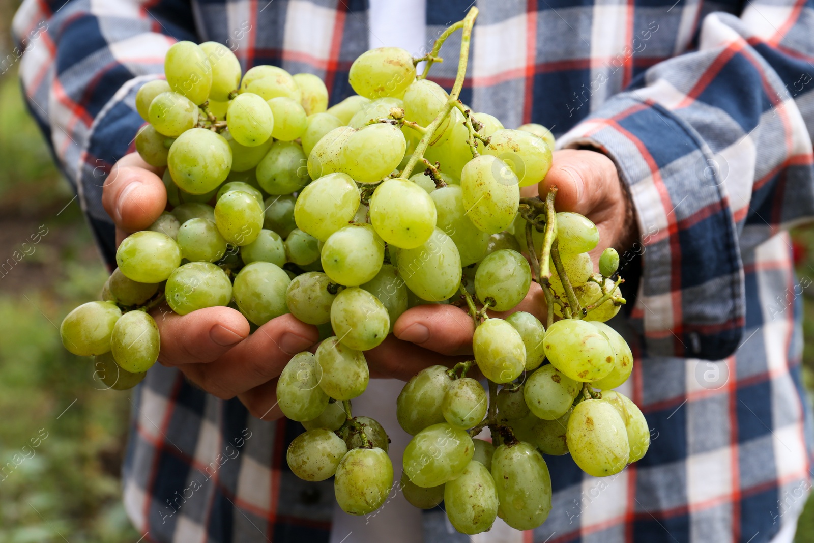 Photo of Farmer holding bunch of ripe grapes in vineyard, closeup