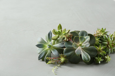 Photo of Beautiful echeverias on light grey background. Succulent plants