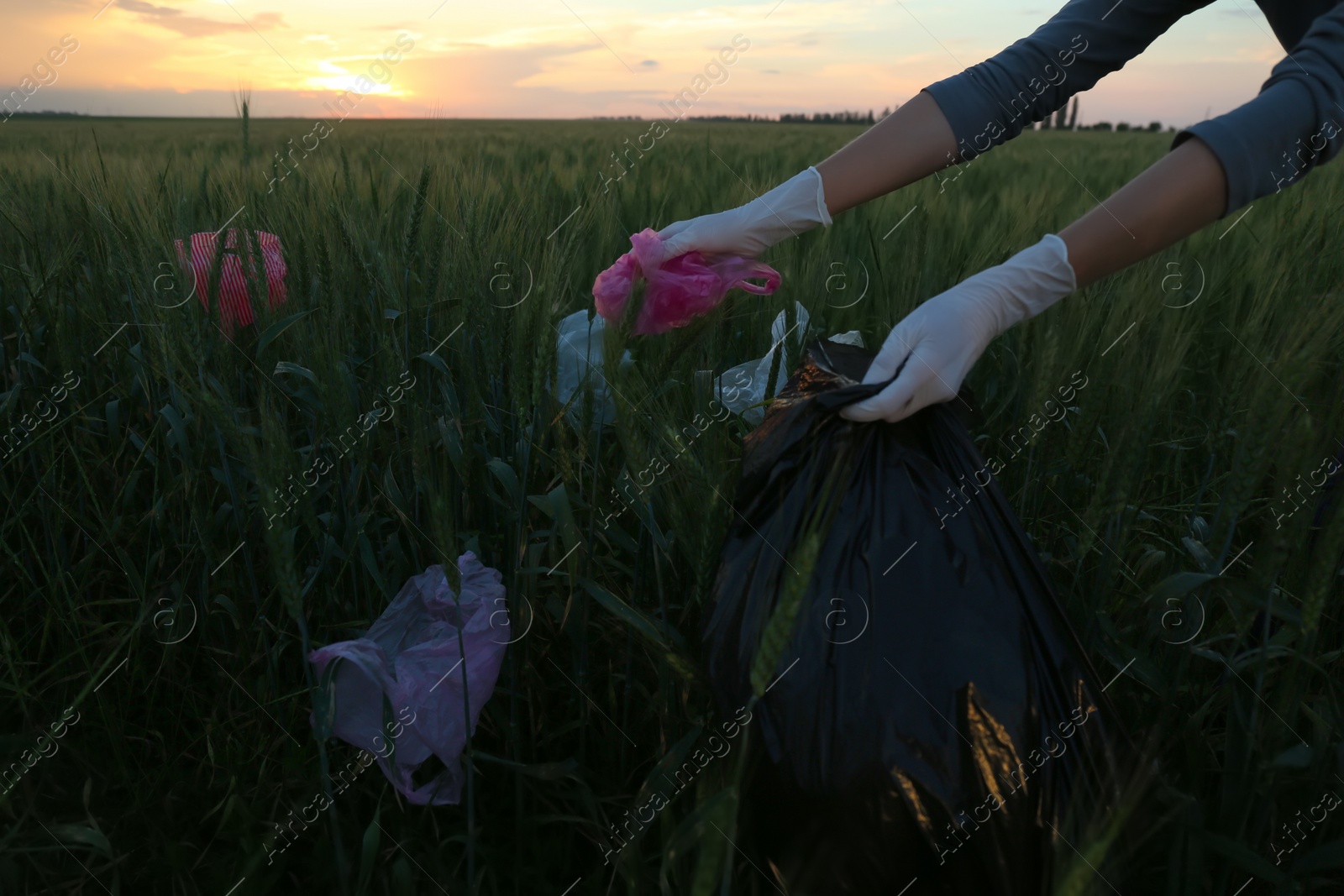 Photo of Woman collecting garbage in wheat field, closeup