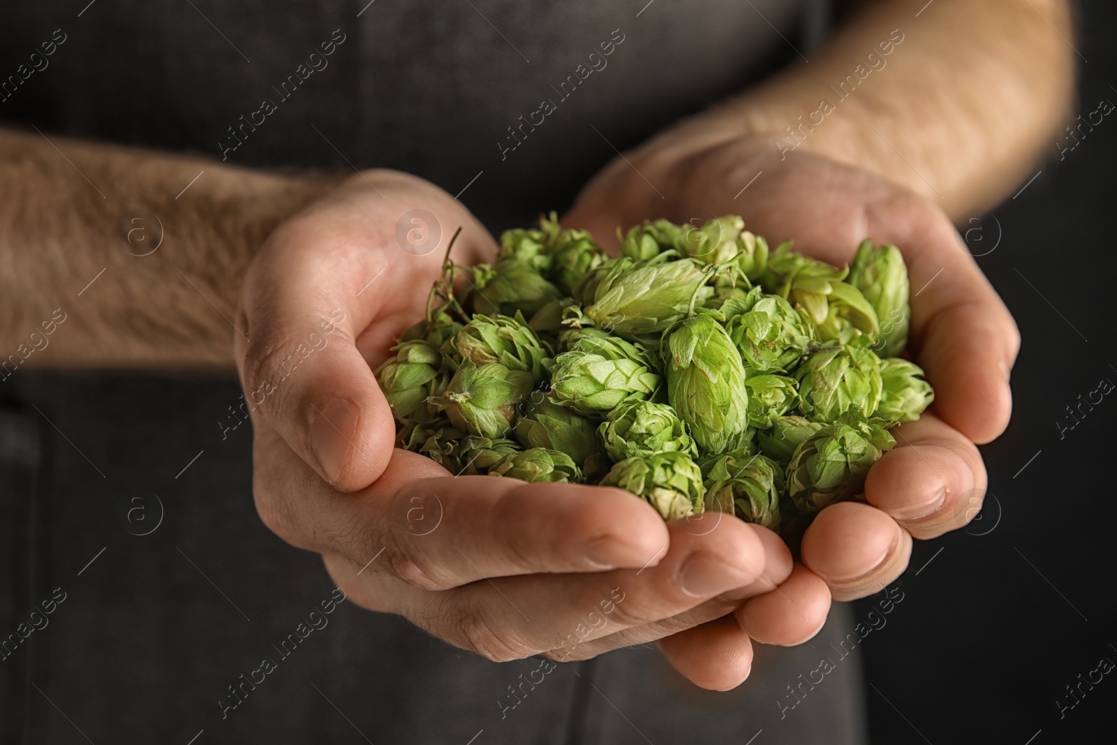Photo of Man holding fresh green hops, closeup. Beer production