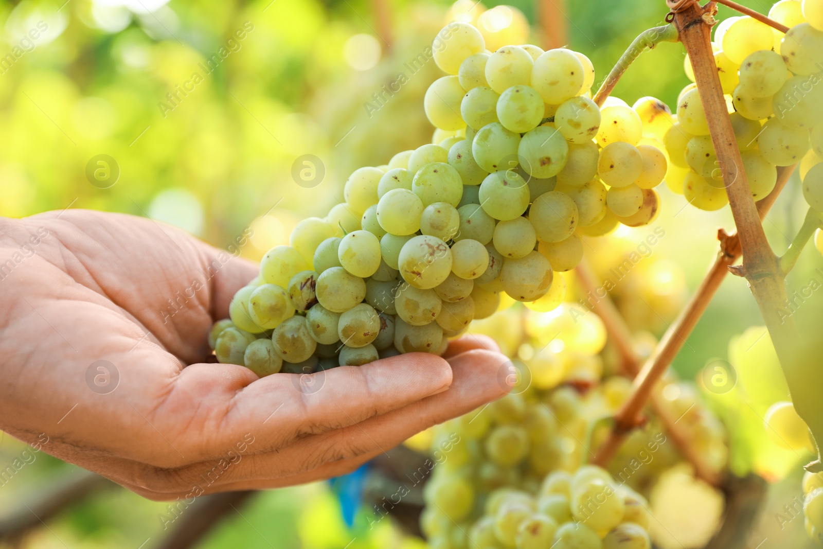 Photo of Man picking fresh ripe grapes in vineyard, closeup