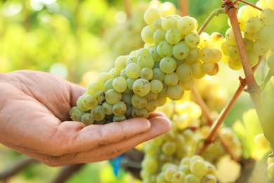 Man picking fresh ripe grapes in vineyard, closeup