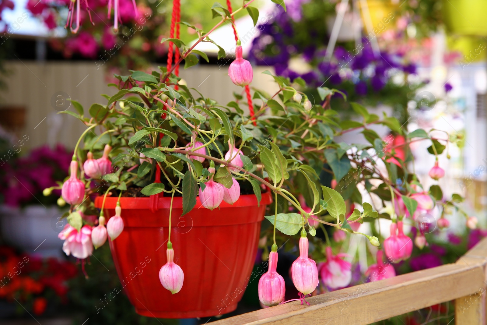 Photo of Beautiful pink flowers in plant pot hanging outdoors