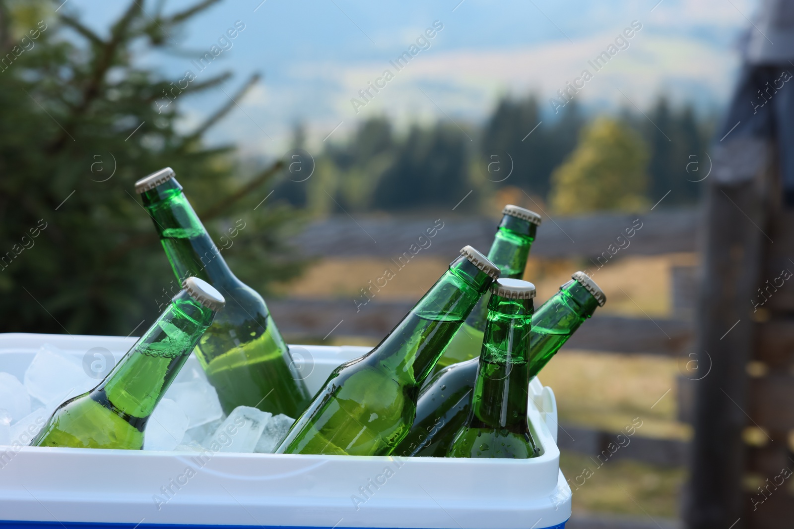 Photo of Cool box with bottles of beer in nature, closeup