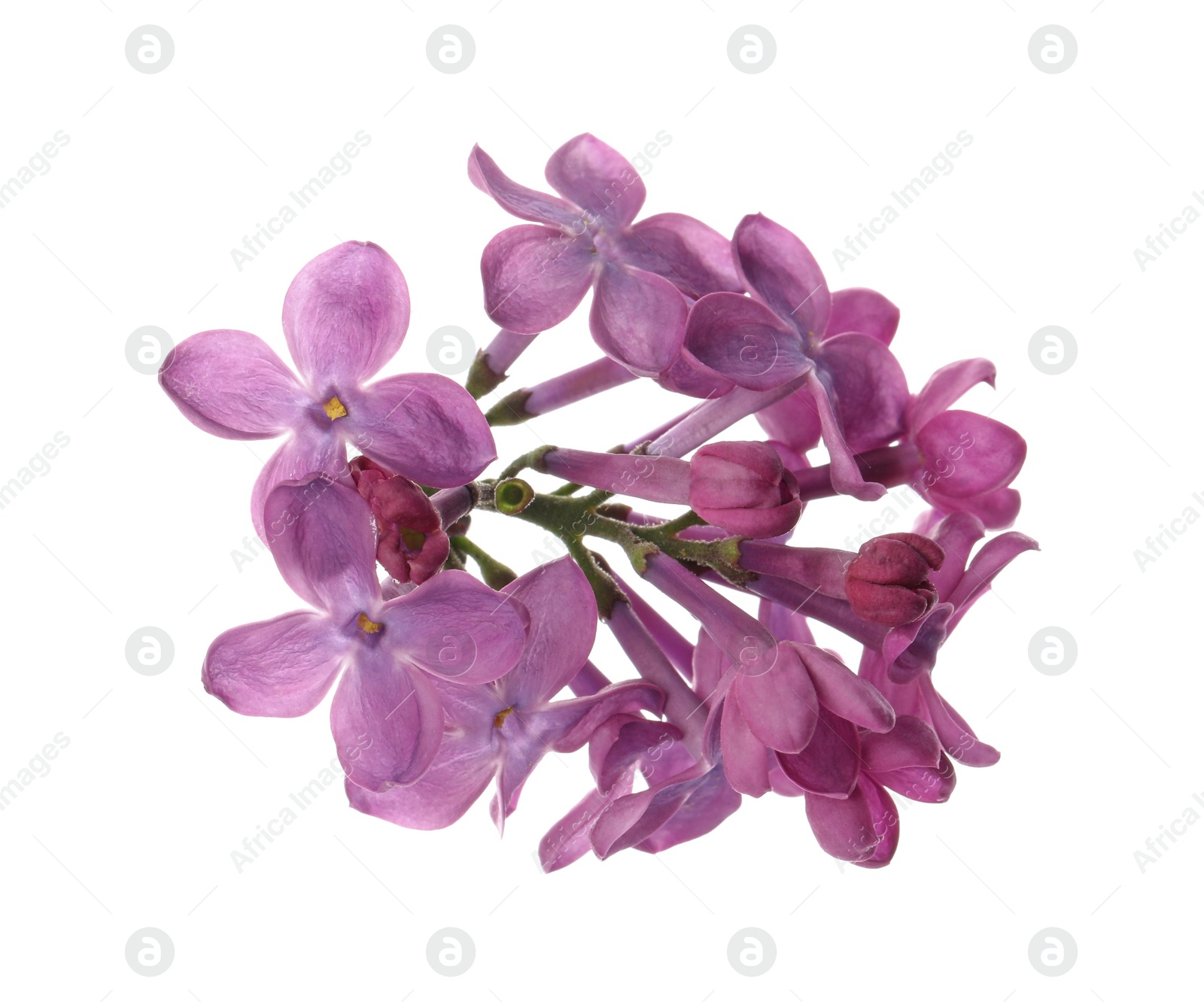 Photo of Beautiful purple lilac blossom isolated on white