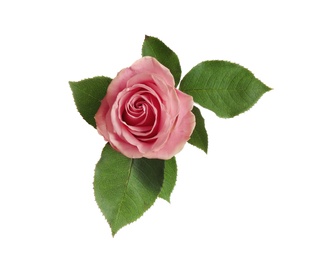 Photo of Beautiful pink rose on white background, top view