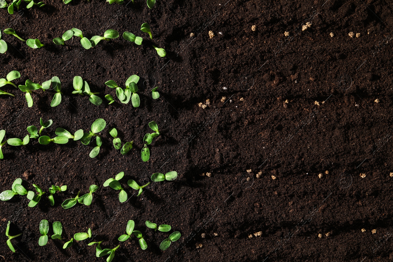 Photo of Beet seeds in fertile soil, top view. Vegetable growing