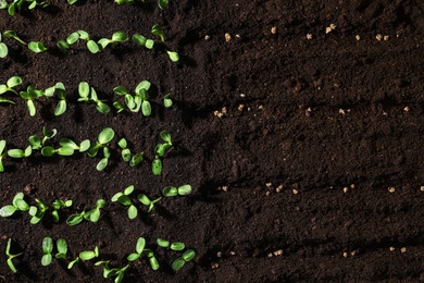 Beet seeds in fertile soil, top view. Vegetable growing