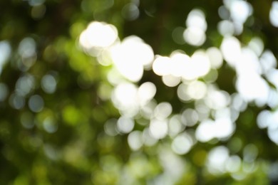 Blurred view of green trees on sunny day outdoors. Bokeh effect