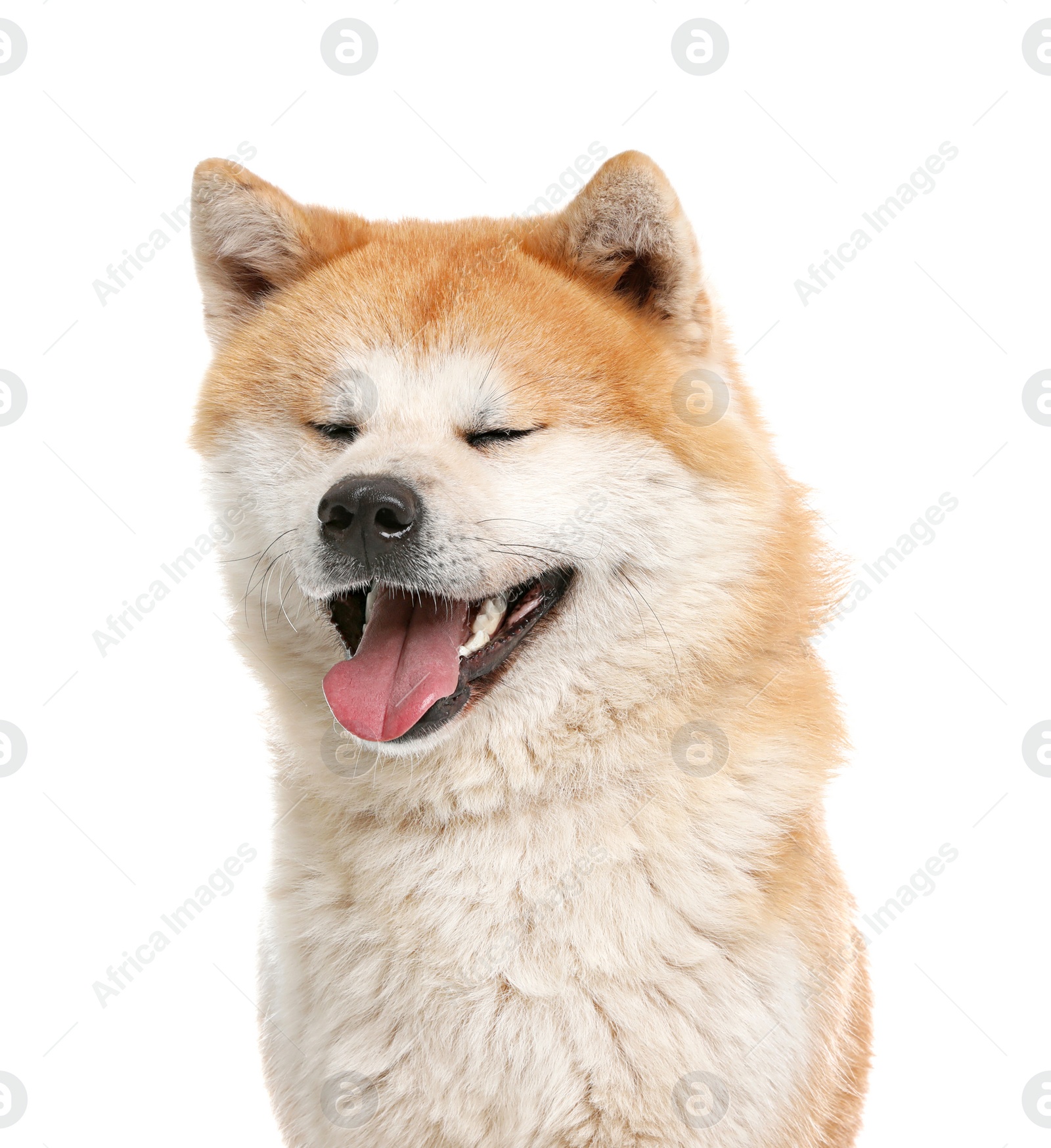 Photo of Cute Akita Inu dog isolated on white