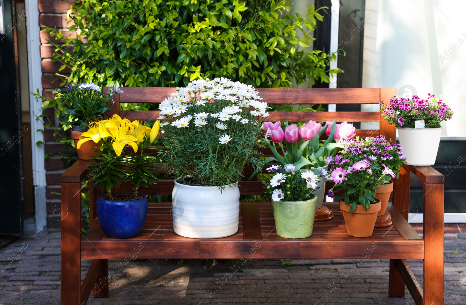 Photo of Many different beautiful blooming plants in flowerpots on wooden bench outdoors