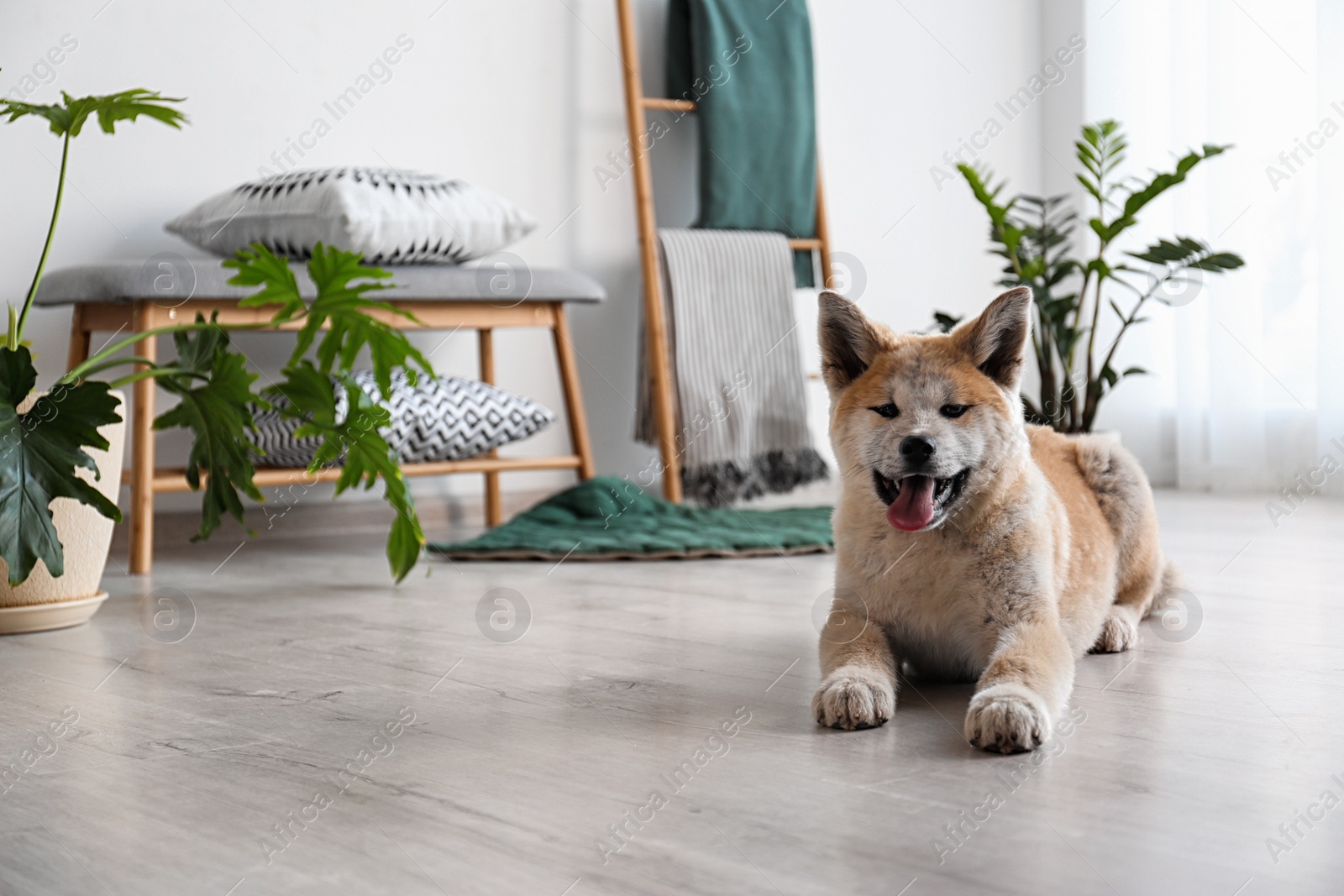 Photo of Cute Akita Inu dog in room with houseplants. Space for text