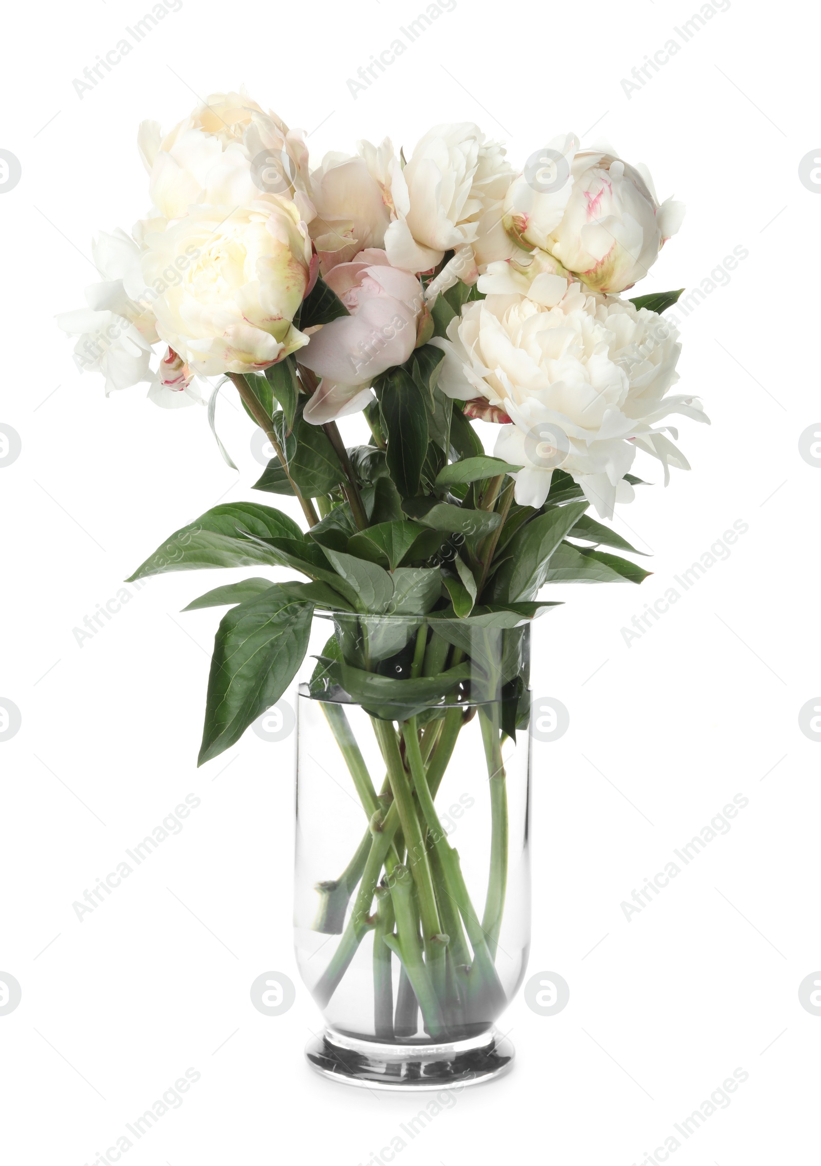 Photo of Beautiful peonies in vase isolated on white