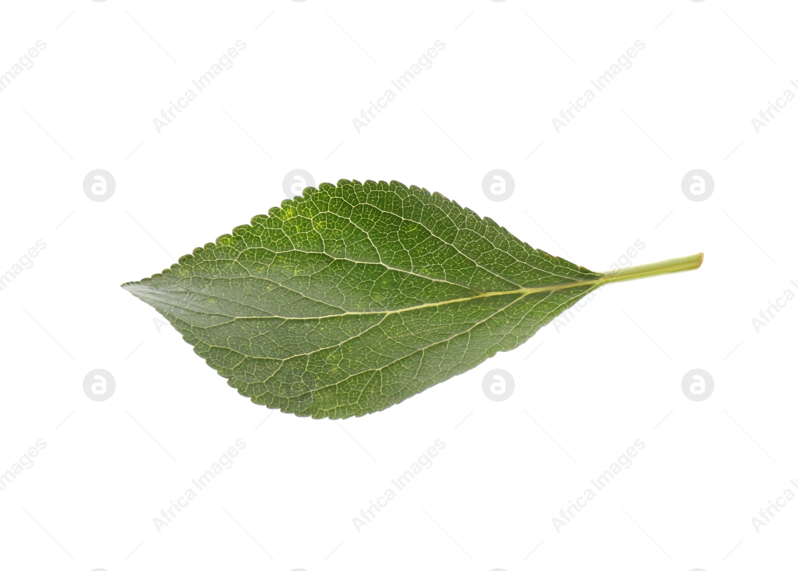 Photo of Fresh green plum leaf isolated on white