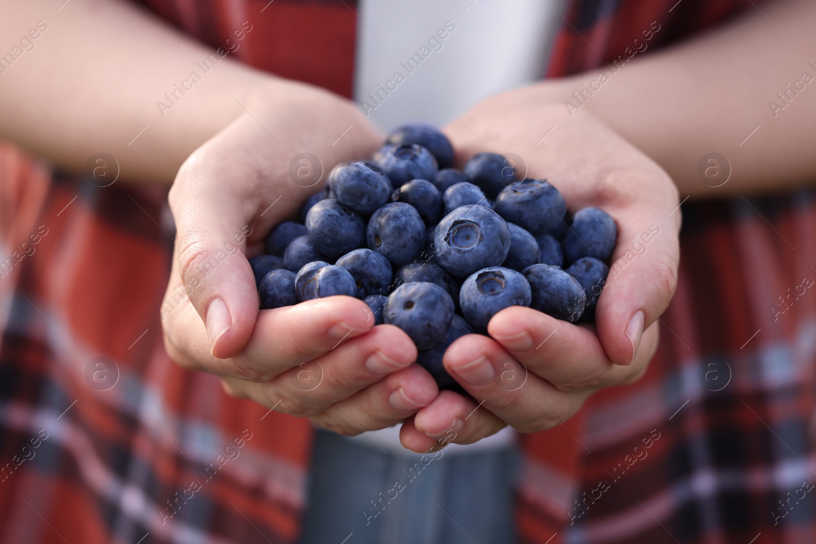 Photo of Woman holding heap of wild blueberries, closeup. Seasonal berries