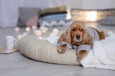 Photo of Cute Cocker Spaniel dog in knitted sweater lying on pillow at home. Warm and cozy winter