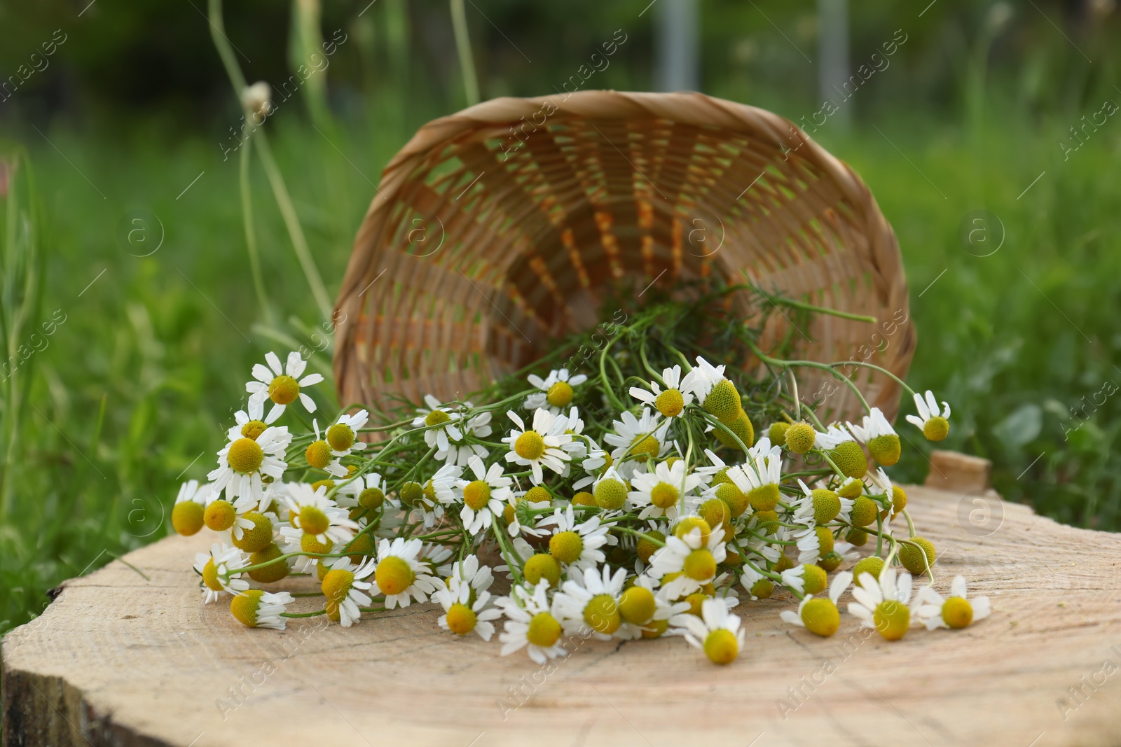 Photo of Overturned basket with beautiful chamomiles on stump outdoors