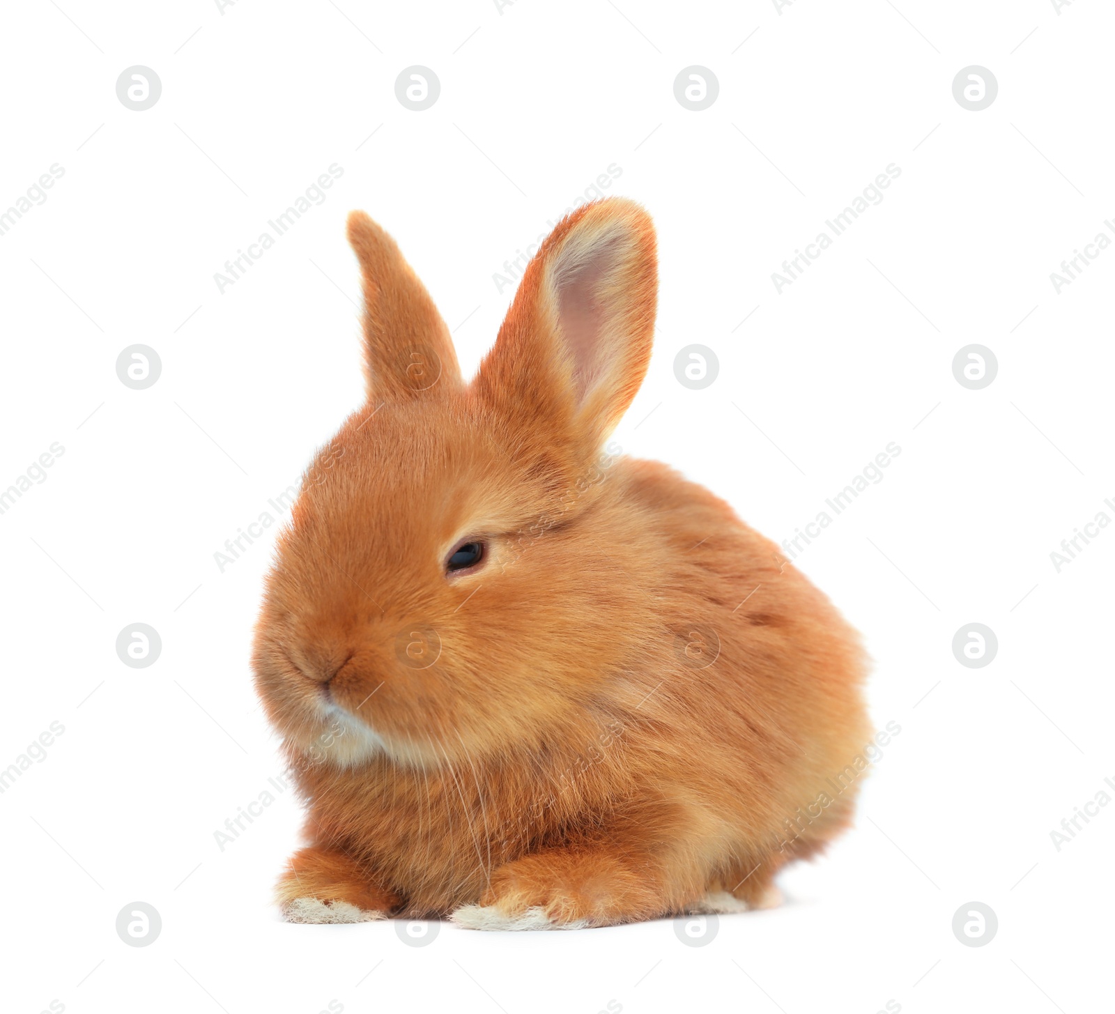 Image of Adorable fluffy Easter bunny on white background