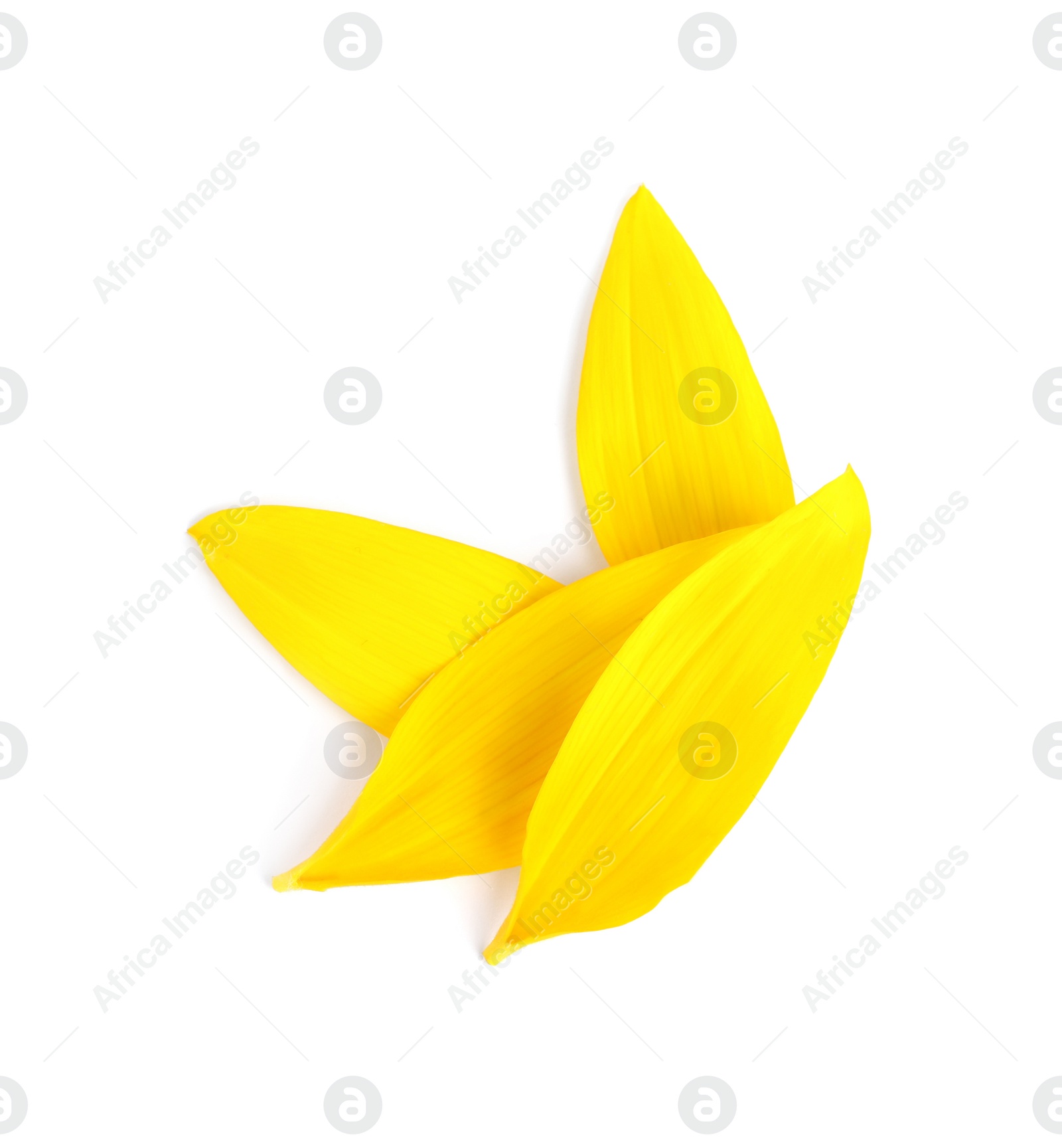 Photo of Fresh yellow sunflower petals isolated on white, top view