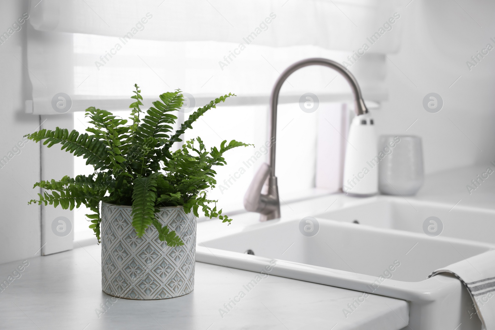 Photo of Beautiful green fern on white countertop near sink in kitchen
