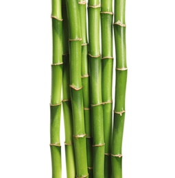 Photo of Beautiful green bamboo stems on white background