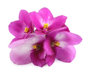 Photo of Pink violet flowers isolated on white. Delicate house plant