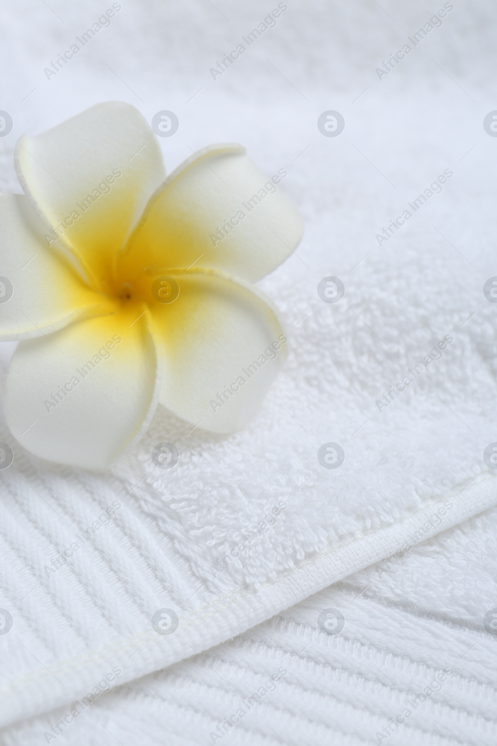 Photo of Plumeria flower on white terry towel, closeup