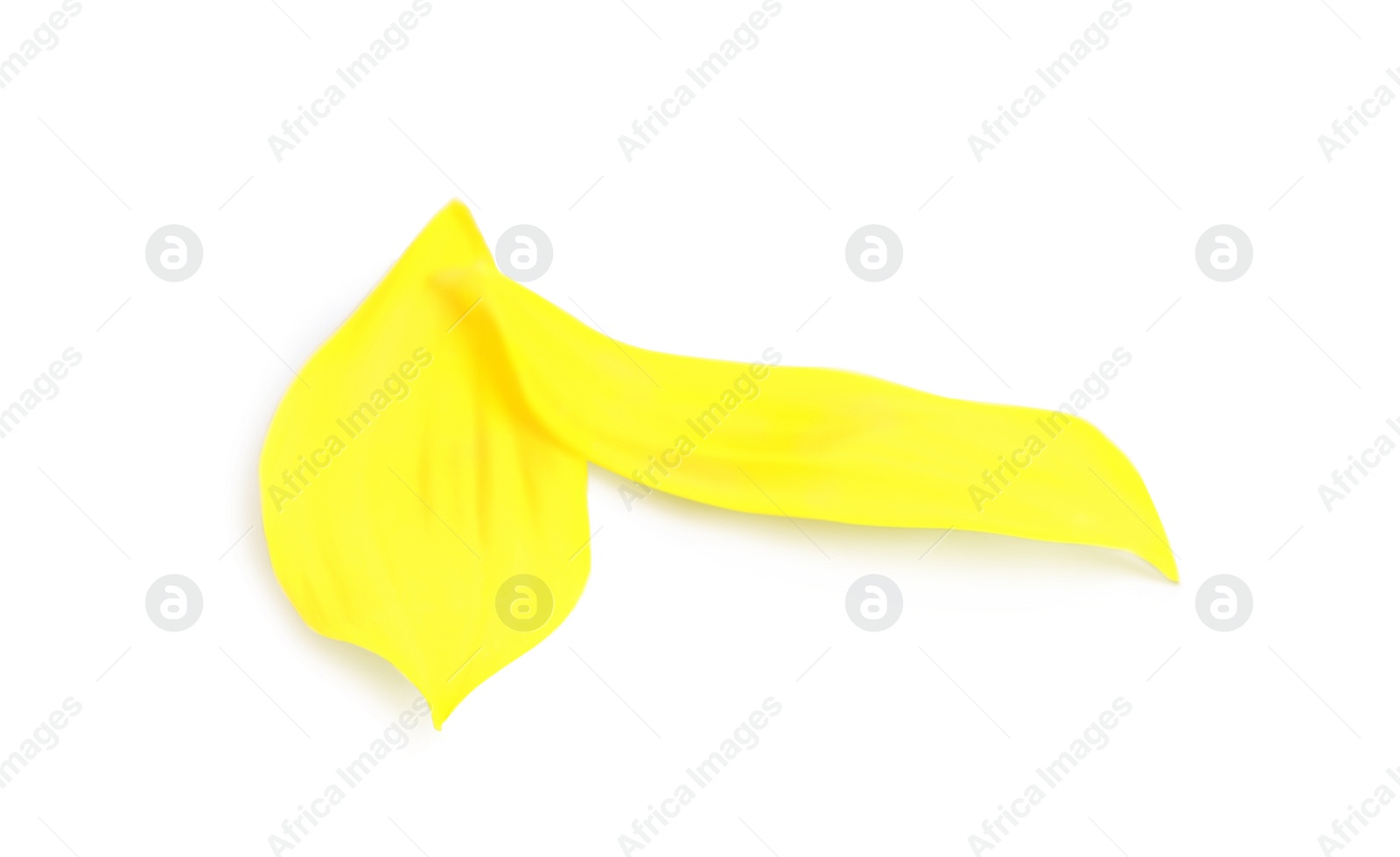 Photo of Fresh yellow sunflower petals isolated on white