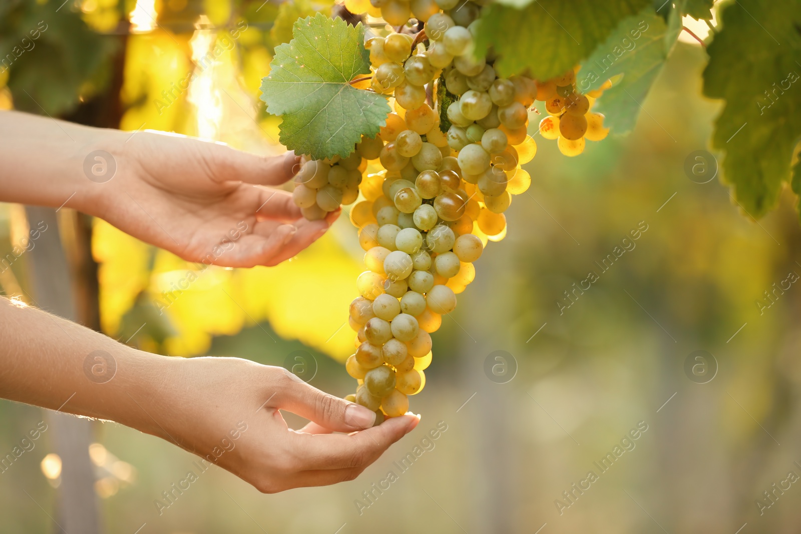 Photo of Woman picking fresh ripe juicy grapes in vineyard, closeup