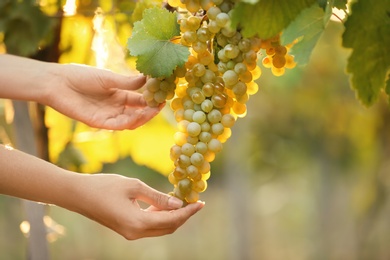 Woman picking fresh ripe juicy grapes in vineyard, closeup